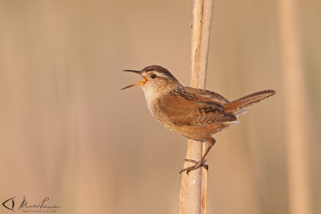 Marsh Wren male adult, song