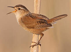 Marsh Wren