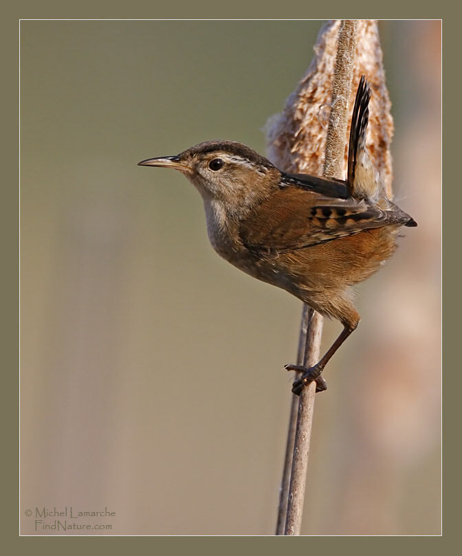 Marsh Wren