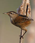 Marsh Wren