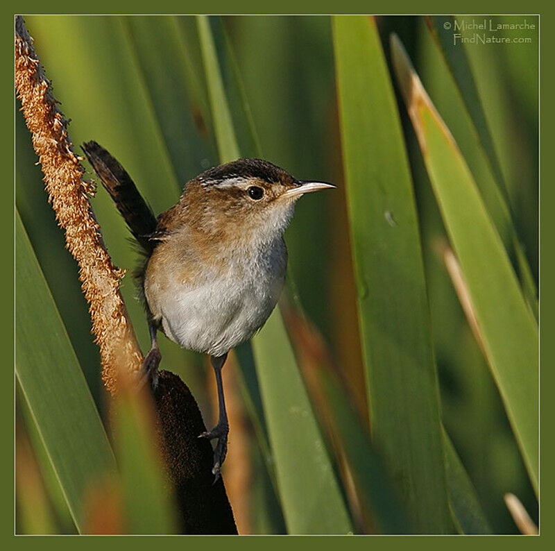 Marsh Wren