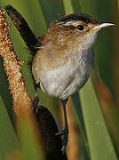 Marsh Wren