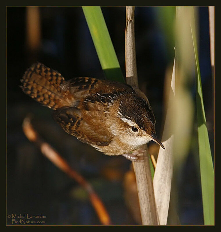 Marsh Wren