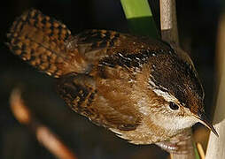 Marsh Wren