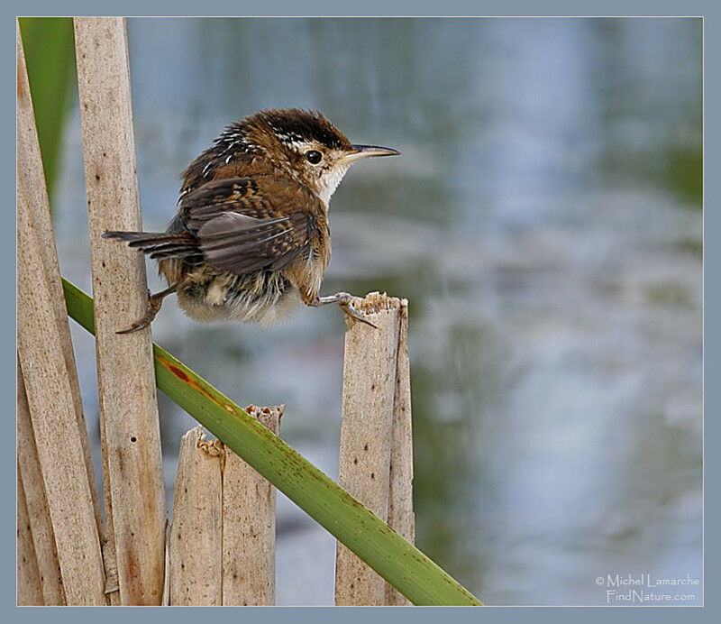 Marsh Wren