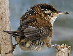 Marsh Wren