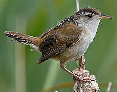 Marsh Wren