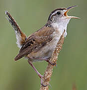 Marsh Wren