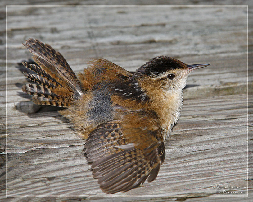 Marsh Wren