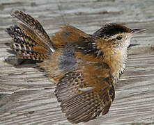 Marsh Wren