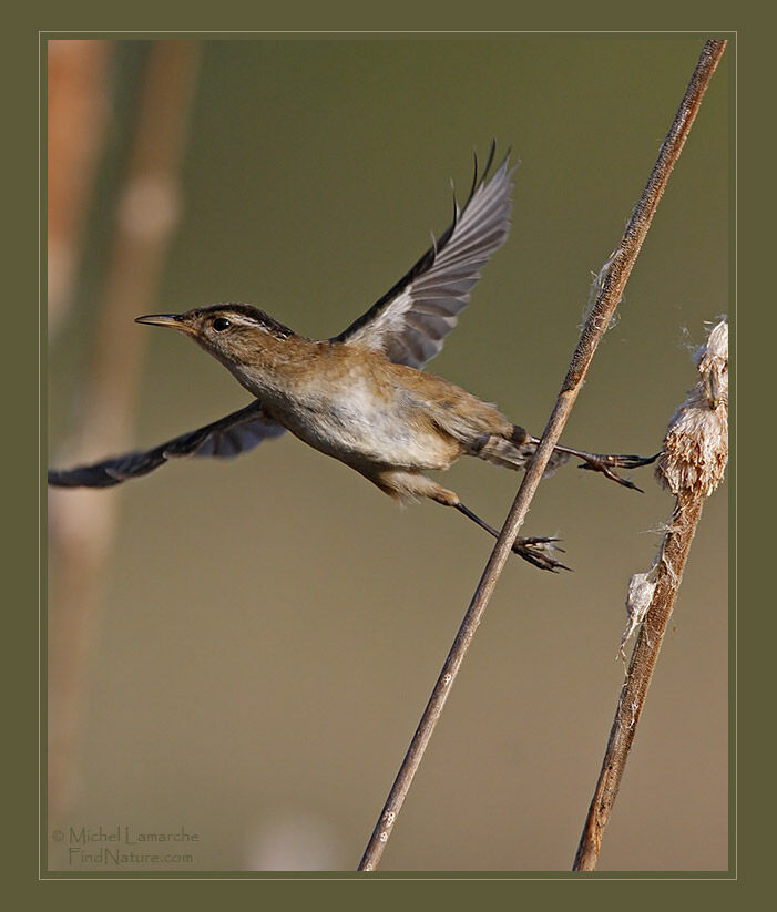 Marsh Wren