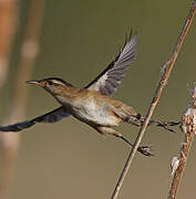 Marsh Wren