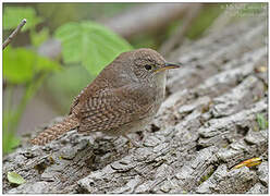 House Wren