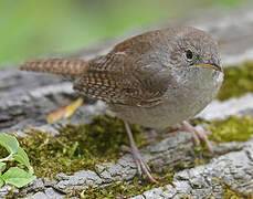 House Wren