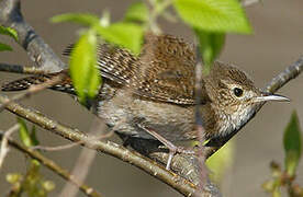 House Wren