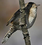 House Wren