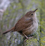 House Wren