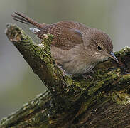 House Wren