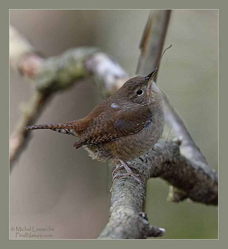 House Wrenadult, Reproduction-nesting