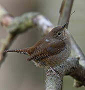 House Wren