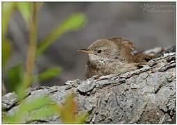 House Wren