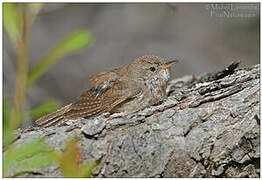 House Wren