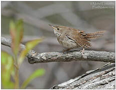 House Wren