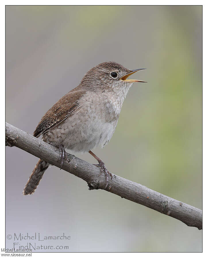 House Wrenadult, pigmentation, song