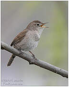 House Wren