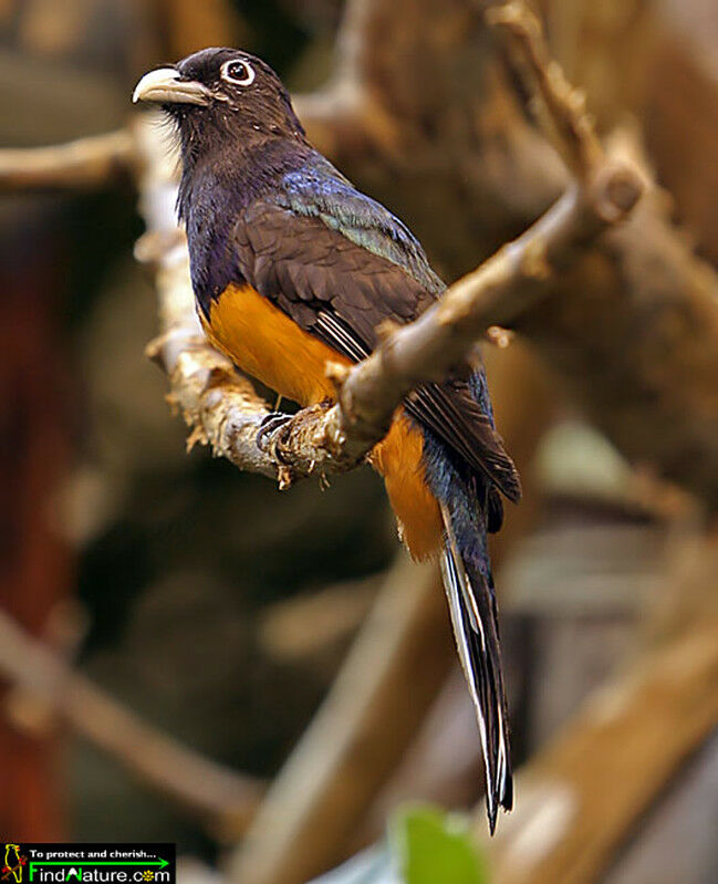 Trogon à queue blanche