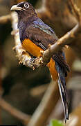 Green-backed Trogon