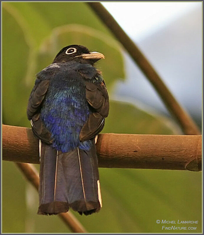 Trogon à queue blanche