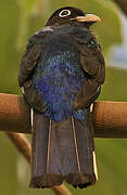 Green-backed Trogon