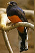 Trogon à queue blanche