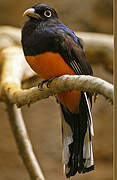 Trogon à queue blanche