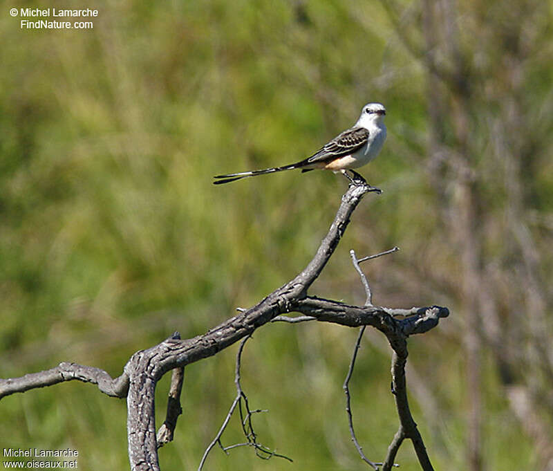Tyran à longue queue, identification