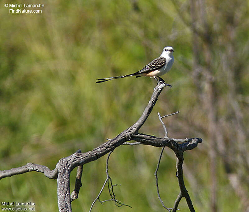 Tyran à longue queue, identification