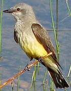 Western Kingbird