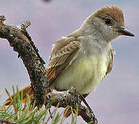 Great Crested Flycatcher