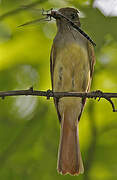 Great Crested Flycatcher