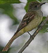 Great Crested Flycatcher