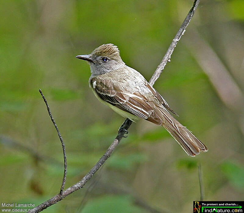 Tyran huppéadulte, identification