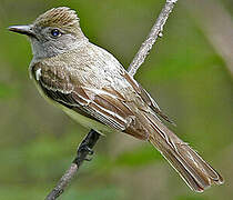 Great Crested Flycatcher