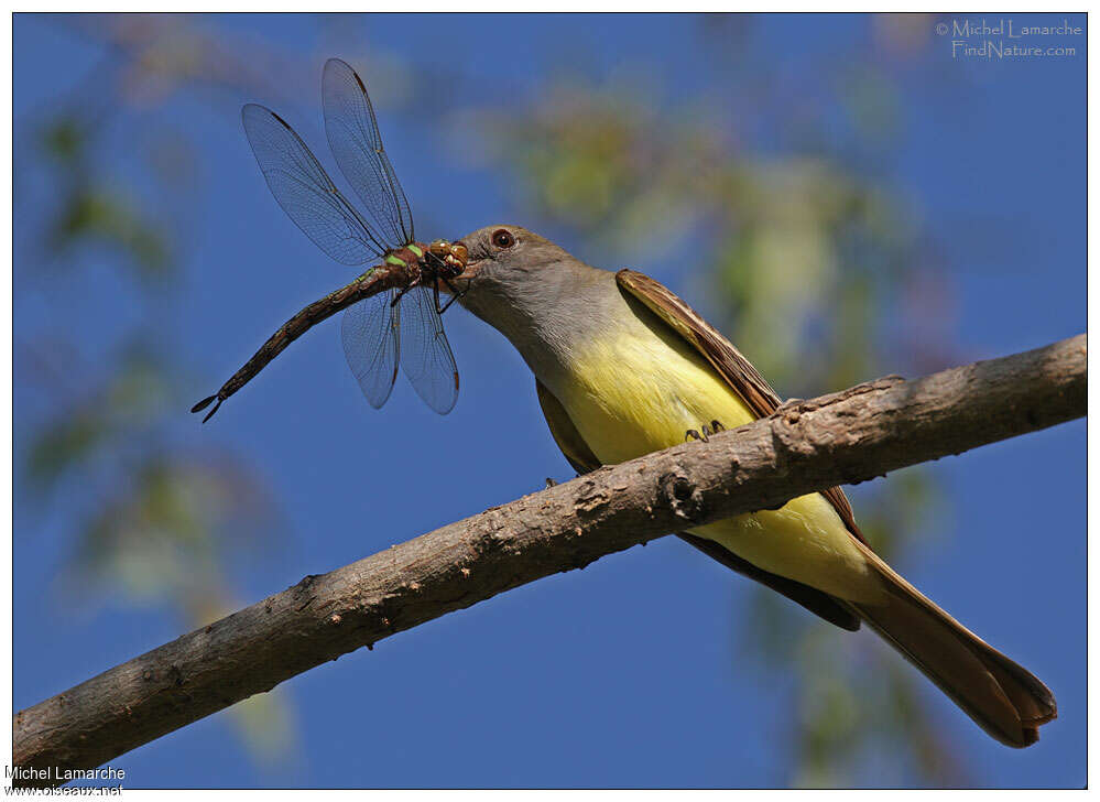 Great Crested Flycatcheradult, feeding habits, fishing/hunting