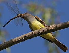 Great Crested Flycatcher