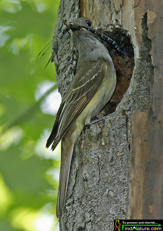 Great Crested Flycatcher