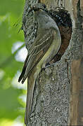 Great Crested Flycatcher