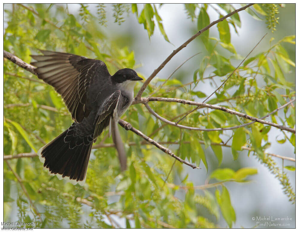 Eastern Kingbirdjuvenile, pigmentation