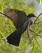 Eastern Kingbird