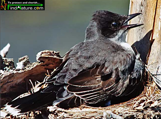 Eastern Kingbird